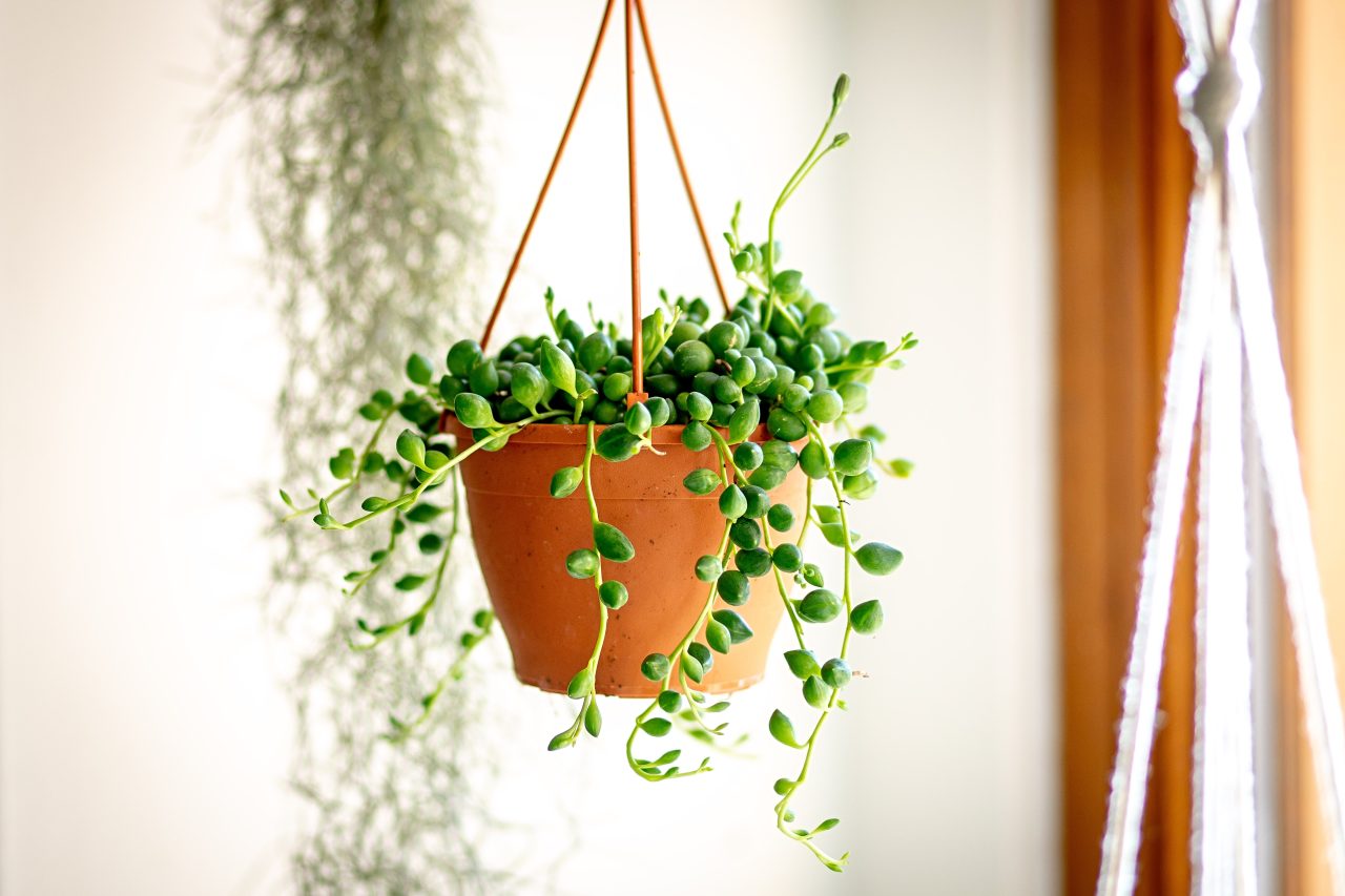 Převislé pokojové rostliny | Gardners-eshop.cz