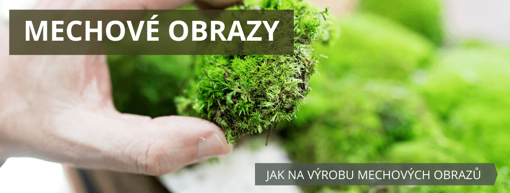 Gardners.cz_Kampa%C5%88_Mechov%C3%A9%20obrazy%20a%20jak%20na%20n%C4%9B_II