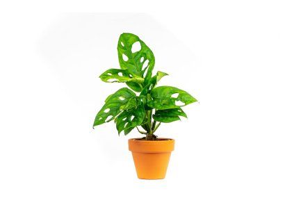 Monstera adansonii Monkey Mask, průměr 6 cm