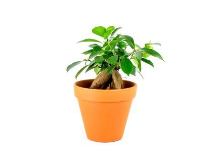 Ficus microcarpa Ginseng, průměr 6 cm