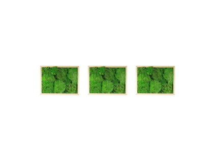 Set 3 mechových obrazů 13x18 z kopečkového mechu, přírodní