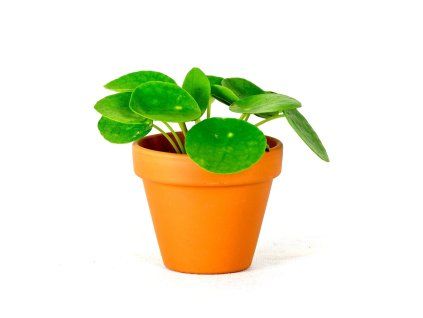 Pilea peperomioides, průměr 6 cm