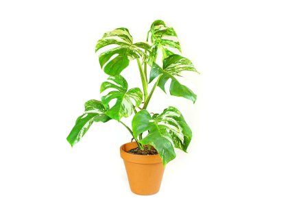 Monstera deliciosa variegata, průměr 17 cm