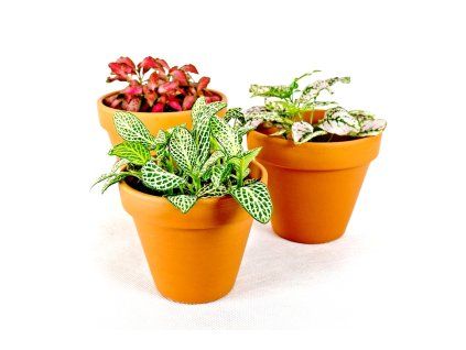 Fittonia mix, průměr 9 cm