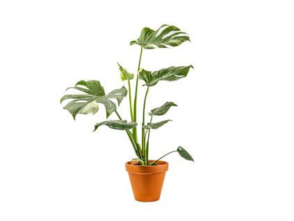 Monstera deliciosa variegata Thai Constellation, průměr 12 cm
