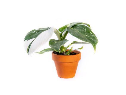 Philodendron White Princess, průměr 6 cm