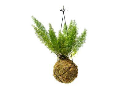 Kokedama Asparagus densiflorus Meyers (L)