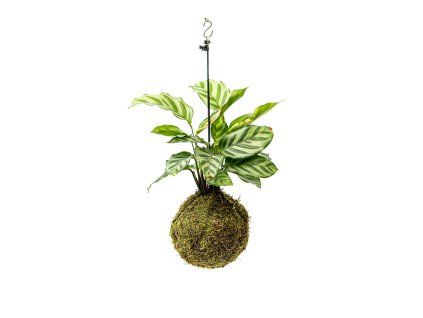 Kokedama Calathea Freddie (M)