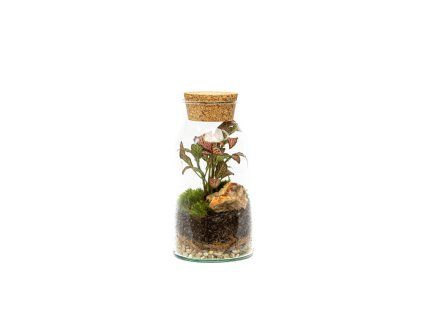 Skleněná dóza SYRINGA s korkovým špuntem, 18x9,5 cm - osázené vlhkomilně