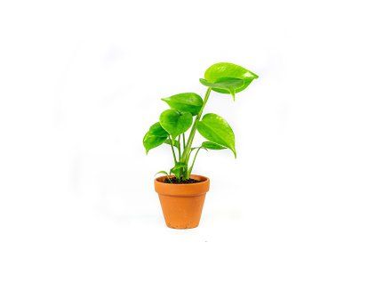 Monstera deliciosa, průměr 9 cm