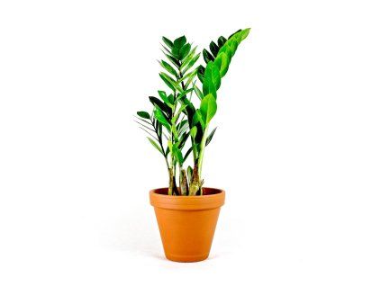 Zamioculcas zamiifolia, průměr 12 cm