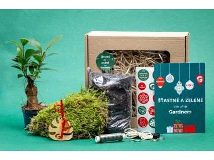 Vánoční dárková sada - Kokedama "Vyrob si sám" Ficus Microcarpa Ginseng (S)