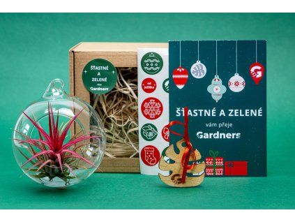 Vánoční dárková sada - Aerárium s Tillandsií Ionantha red