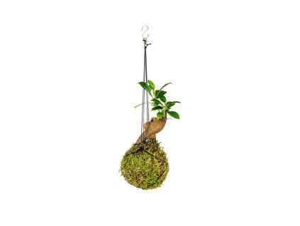 Kokedama Ficus Microcarpa Ginseng (S)