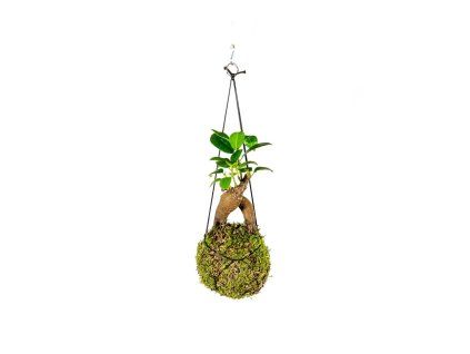 Kokedama Ficus Microcarpa Ginseng (L)