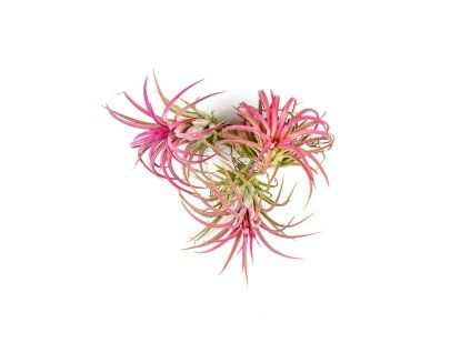 Tillandsia ionantha red