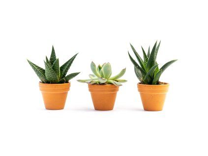 Sukulent mix, průměr 3,5 cm