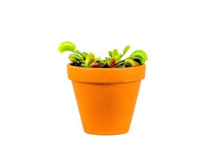 Dionaea, průměr 9 cm