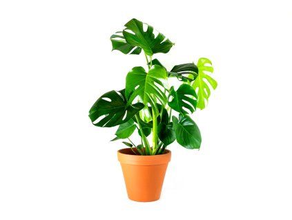 Monstera deliciosa, průměr 14 cm
