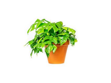 Monstera minima, průměr 12-13 cm