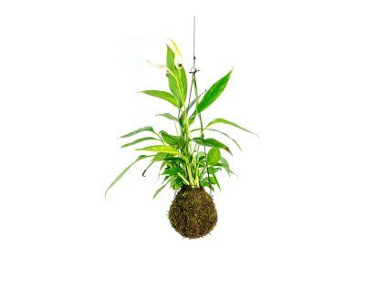 Kokedama Spathiphyllum (L)