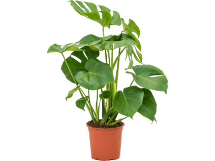 Monstera deliciosa, průměr 19 cm