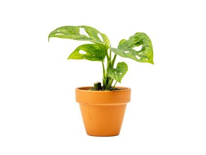 Monstera adansonii Mint, průměr 6 cm