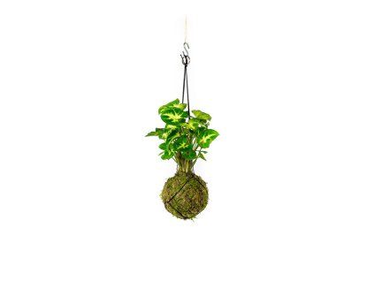 Kokedama Syngonium Pixie (M)