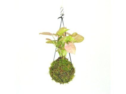 Kokedama Syngonium Pink Neon (M)