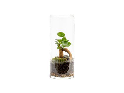 Skleněná váza TILIA, 10x25 cm - osázené Ficus Microcarpa Ginseng