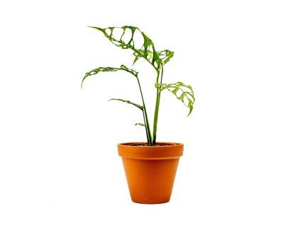 Monstera obliqua Peru, průměr 12 cm