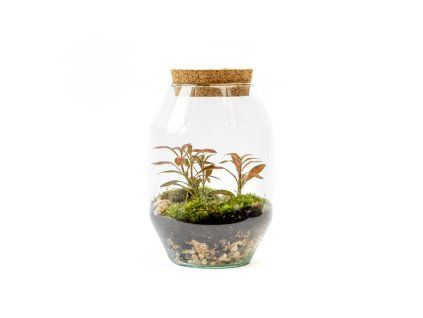 Skleněná dóza VERBENA s korkovým špuntem, 22x14 cm - osázené vlhkomilně
