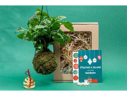 Vánoční dárková sada - Kokedama Coffea arabica (M)