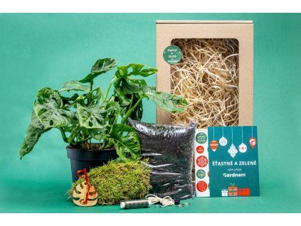 Vánoční dárková sada - Kokedama "Vyrob si sám" Monstera adansonii Monkey Mask (L)