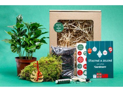 Vánoční dárková sada - Kokedama "Vyrob si sám" Coffea arabica (M)