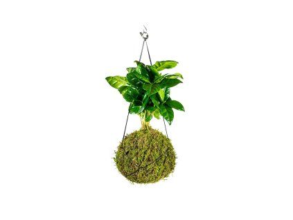 Kokedama Coffea arabica (M)