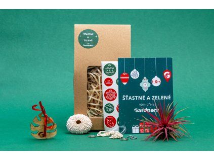 Vánoční dárková sada - Medusa "Vyrob si sám" ROSE s Tillandsií Ionantha red