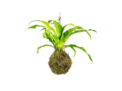 Kokedama Asplenium Nidus (XL)