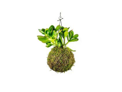 Kokedama Crassula (XL)